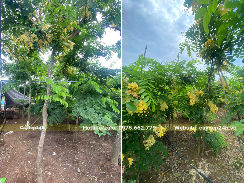 Nhà vườn đang nuôi dưỡng hàng nghìn cây hoa Muồng Cầu Vồng