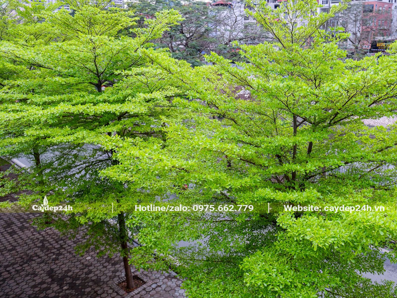 Hàng cây Bàng Đài Loan có tán xanh tươi, đẹp mắt