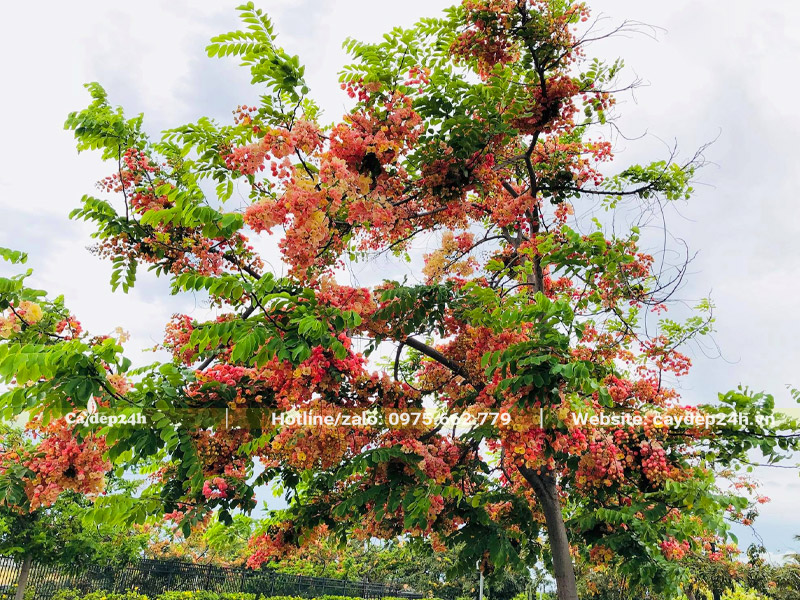 Hoa Muồng Hawaii nở nhiều, màu sắc rực rỡ