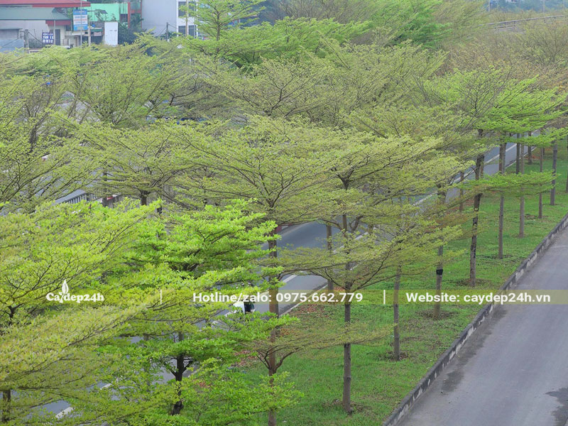 Những hàng cây Bàng Đài Loan bị rụng lá