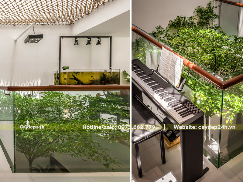 Cây Bàng Đài Loan trồng ở giếng trời trong nhà