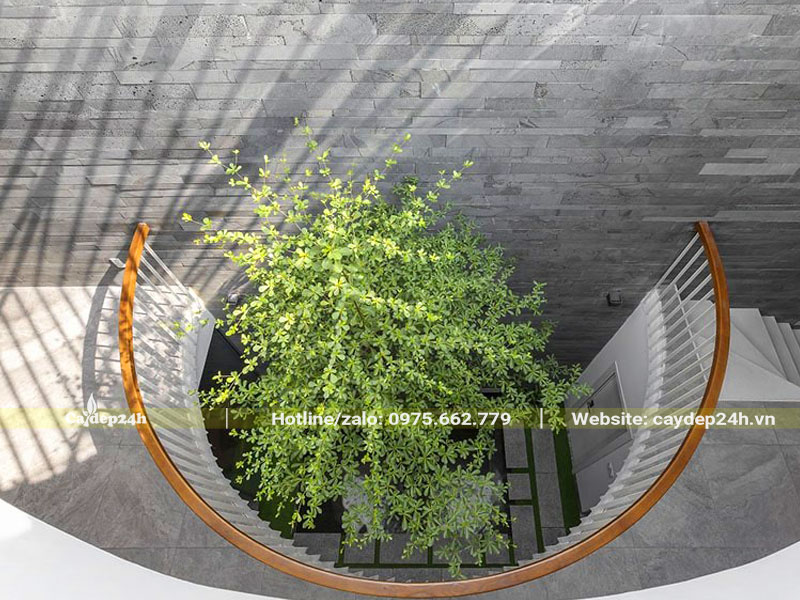 Thiết kế giếng trời biệt thự ấn tượng hơn với cây Bàng Đài Loan công trình