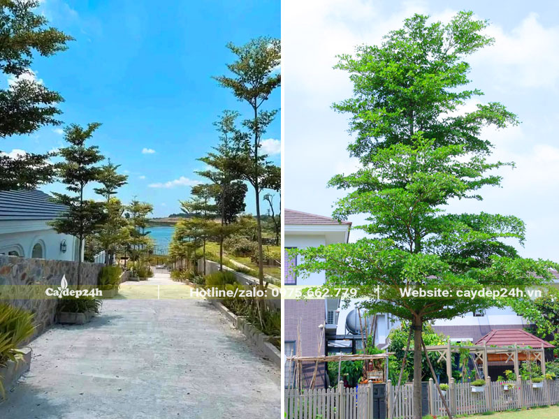 Trồng hàng cây bàng lá nhỏ đài loan trước nhà và trong sân vườn