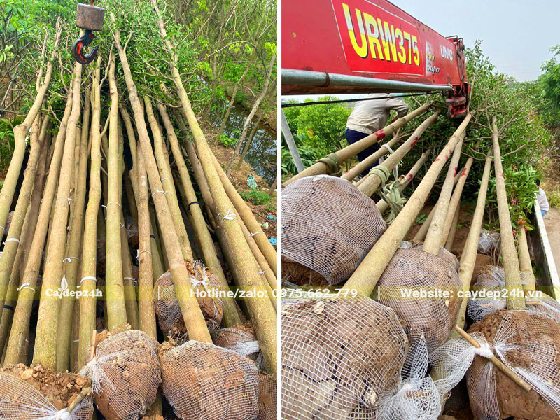 Cây bàng đài loan tuyển chọn trồng cho nhà máy kem Hùng Linh