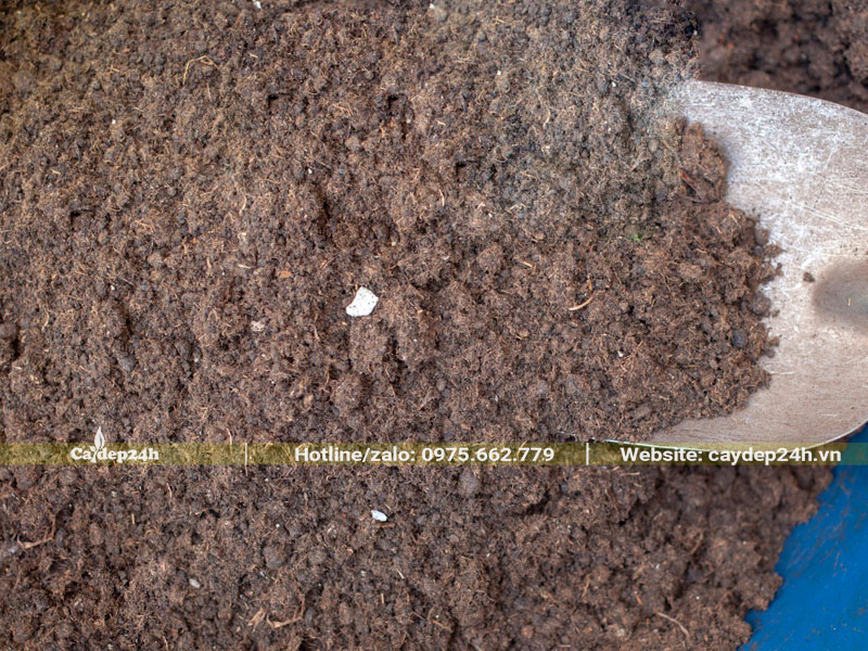 Trộn đất trồng cây bàng đài loan công trình