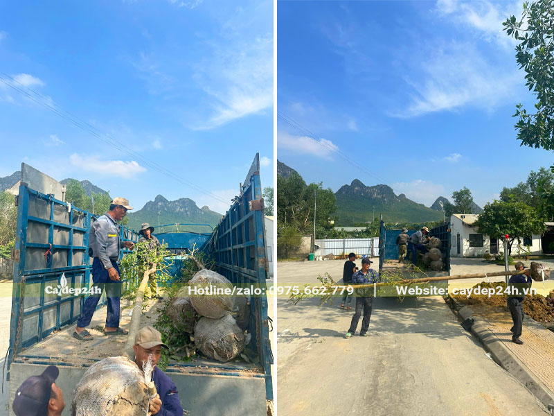 Giao và thi công trồng cây xanh cho nhà máy kem ở Hòa Bình