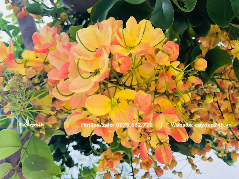 Chùm hoa Muồng Cầu Vồng đang đổi màu
