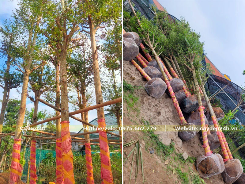 Vườn dâm ủ cây Bàng Đài Loan cao 6m, đường kính gốc 12 - 15cm