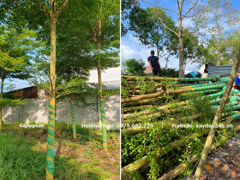 Bứng bầu cây Bàng Đài Loan trồng trong nhà đường kính gốc 12cm