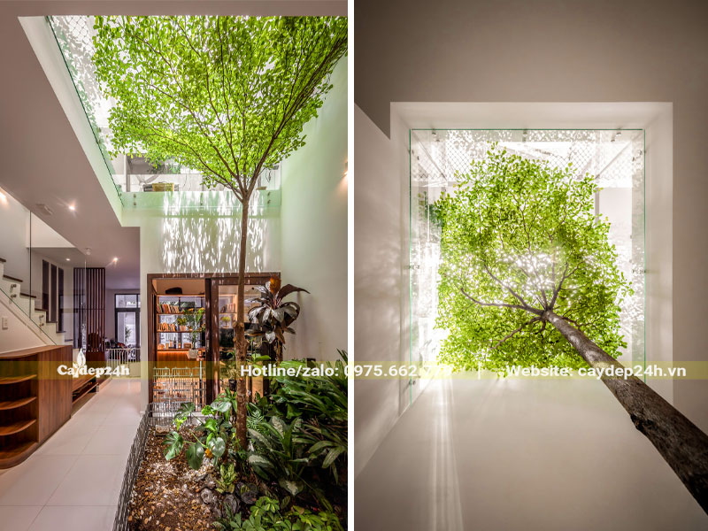 Hình ảnh cây bàng đài loan trồng trong nhà thân cao thẳng, tán đẹp, xanh tốt