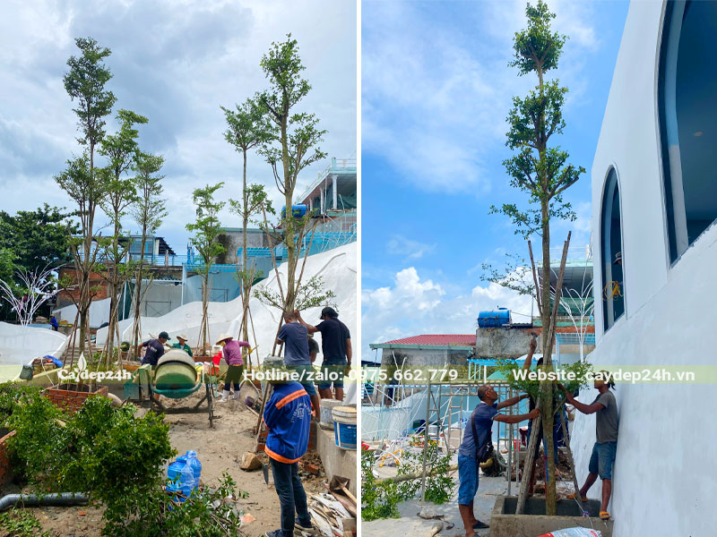 Thi công trồng cây bàng đài loan công trình cho quán cafe