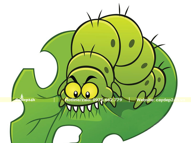 Sâu bệnh trên cây bàng đài loan