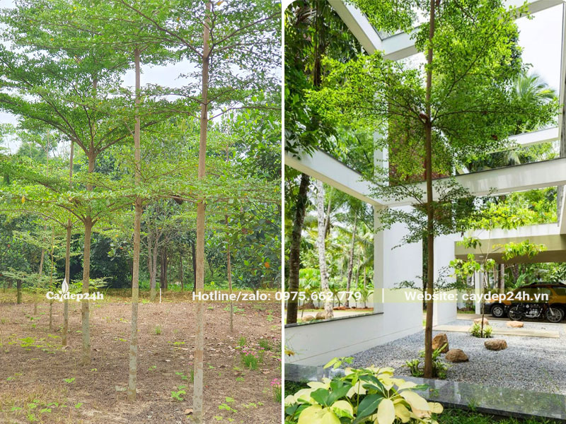 Có nên trồng cây Bàng Đài Loan trước nhà để lấy bóng mát