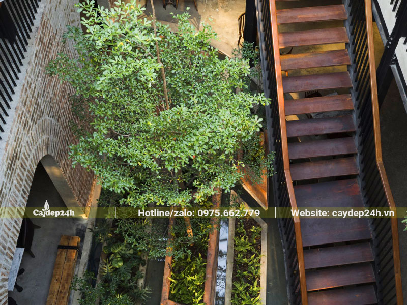 Cây bàng đài loan trồng trong nhà trang trí cho quán cafe