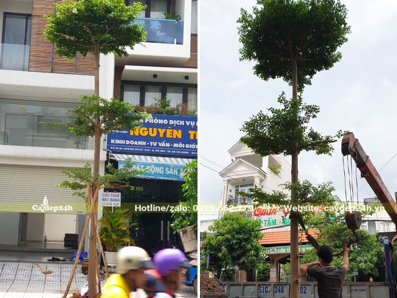 Trồng cây bàng đài loan cao 4m, 3 tầng tán trước nhà liền kề