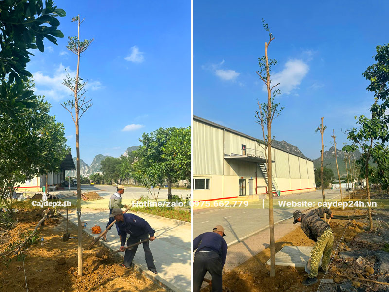 Trồng cây xanh dọc hai bên đường đi cho nhà máy kem Hùng Linh