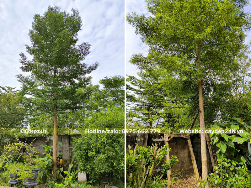 Cây Bàng Đài Loan cao 4 - 5m trồng phía trước nhà