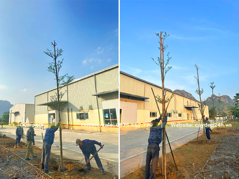 Đội ngũ công nhân đang trồng và chống cọc cho cây