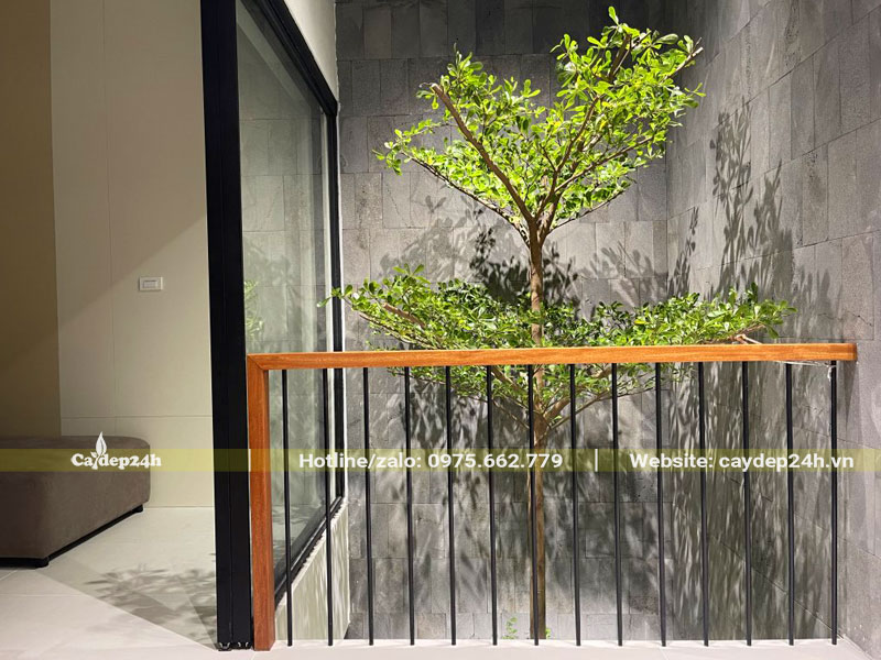 Trồng cây Bàng Đài Loan trưởng thành trong nhà