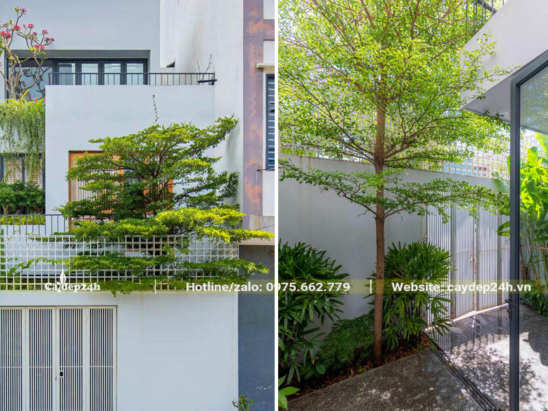 Thiết kế trồng cây Bàng Đài Loan trước nhà phố