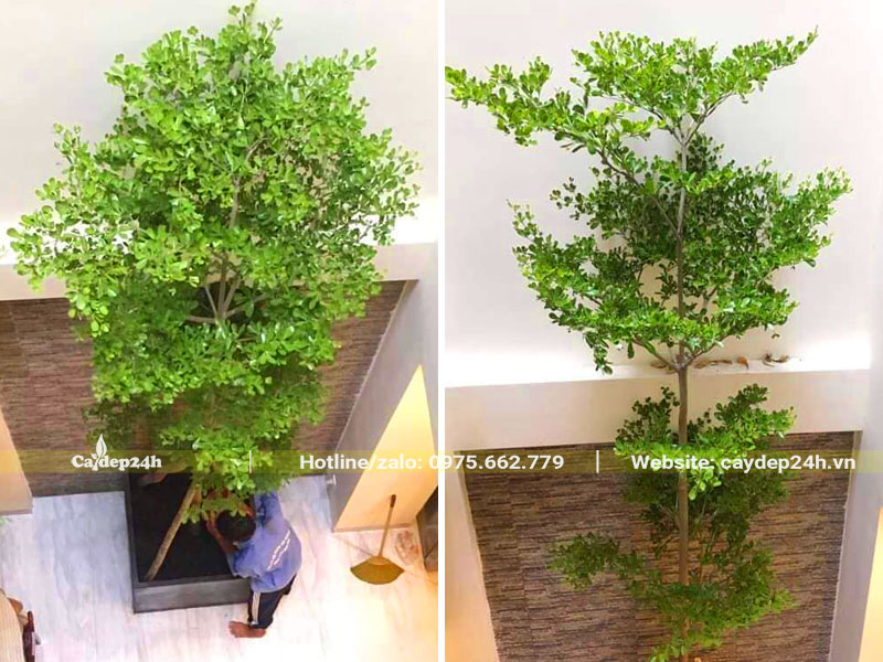 Thi công trồng cây Bàng Đài Loan trong nhà