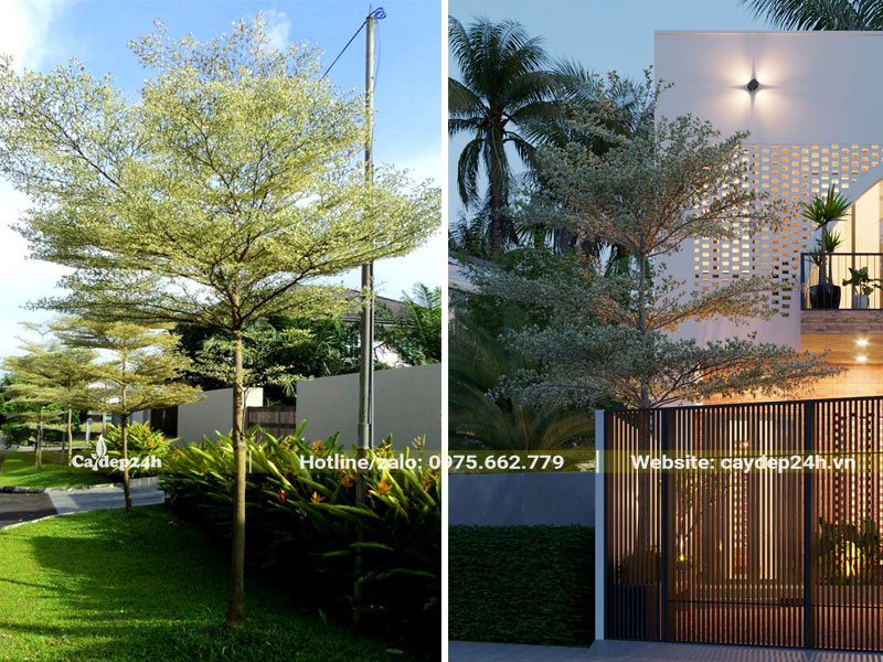 Những hàng cây Bàng Đài Loan cẩm thạch trồng trước nhà