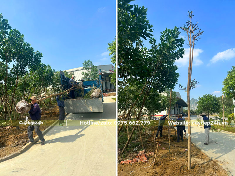 Cây được di chuyển đến từng hố trồng đã đào sẵn trước đó