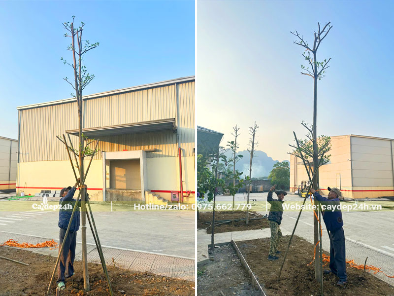 Công nhân đang buộc cọc cho cây xanh mới trồng tại nhà máy kem Hùng Linh