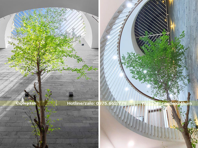 Cây Bàng Đài Loan trồng trong nhà tại khu vực giếng trời