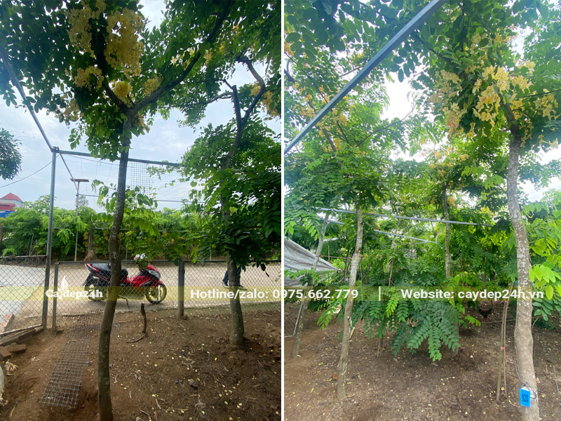 Thiết kế giàn đỡ để buộc cây Muồng Cây Vồng cao hơn 3m
