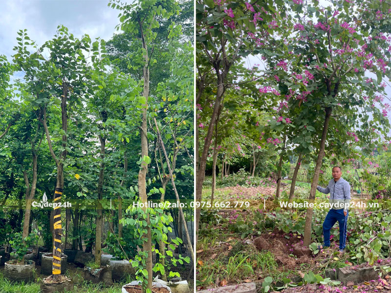 Vườn cây Ban Tím công trình đã dâm ủ và bứng bầu