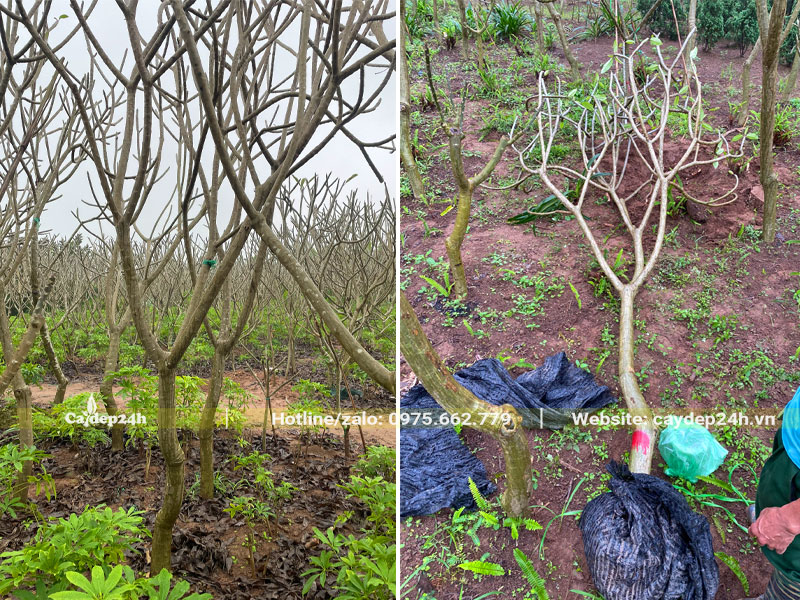 Bứng nóng cây hoa đại đường kính gốc từ 7cm