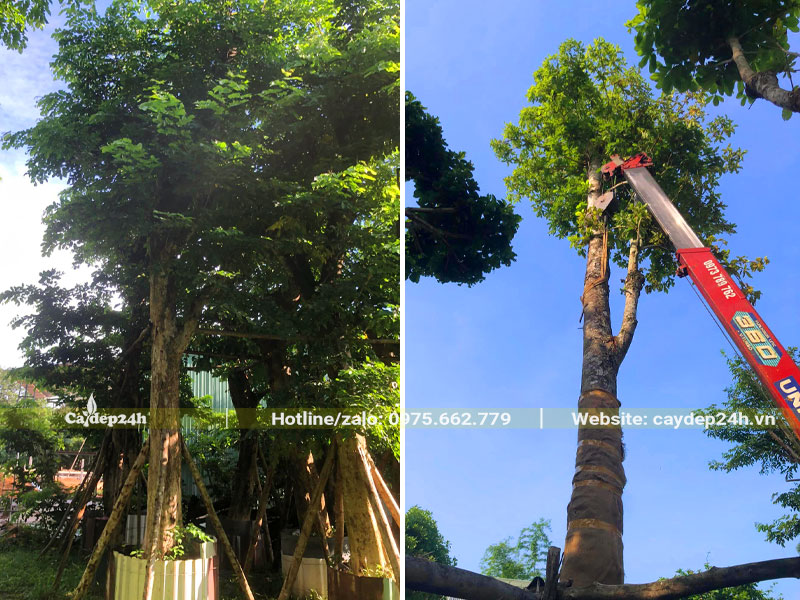 Cung cấp cây Giáng Hương công trình trồng trước nhà