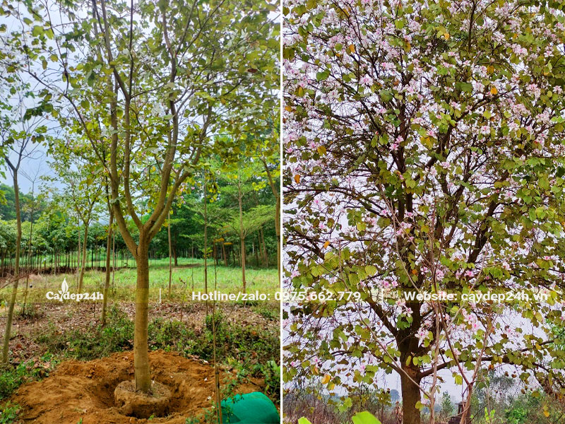 Đào đất, bứng bầu cây hoa Ban công trình