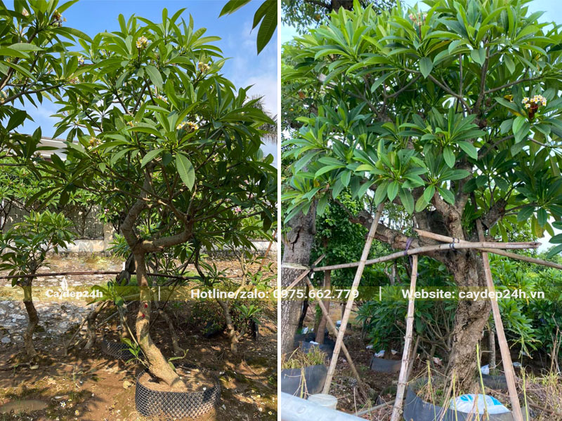 Bán cây hoa đại trồng trước nhà chiều cao hơn 2m, đường kính gốc 10 - 15cm