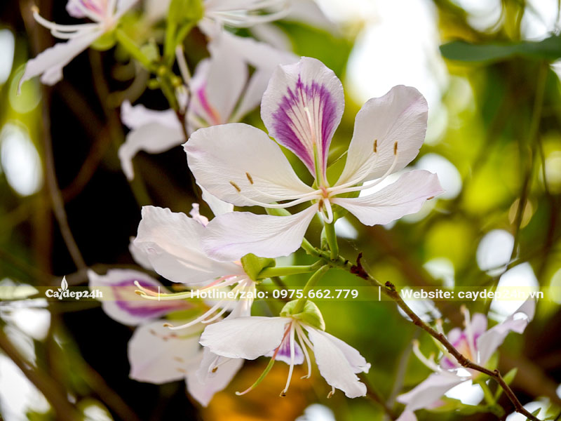 Vẻ đẹp cây hoa Ban Tây Bắc