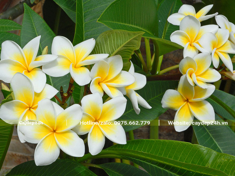 Chùm hoa đại vàng ấn tượng với hai màu trắng và vàng