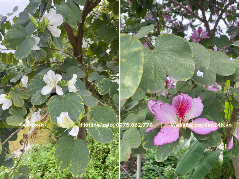 Các loại màu sắc hoa ban Tây Bắc