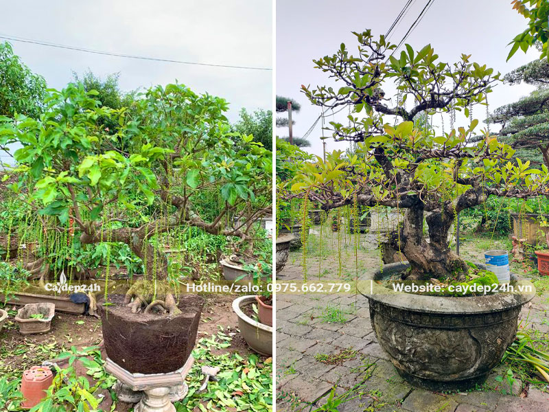 Cây Lộc Vừng trồng chậu đang ra hoa