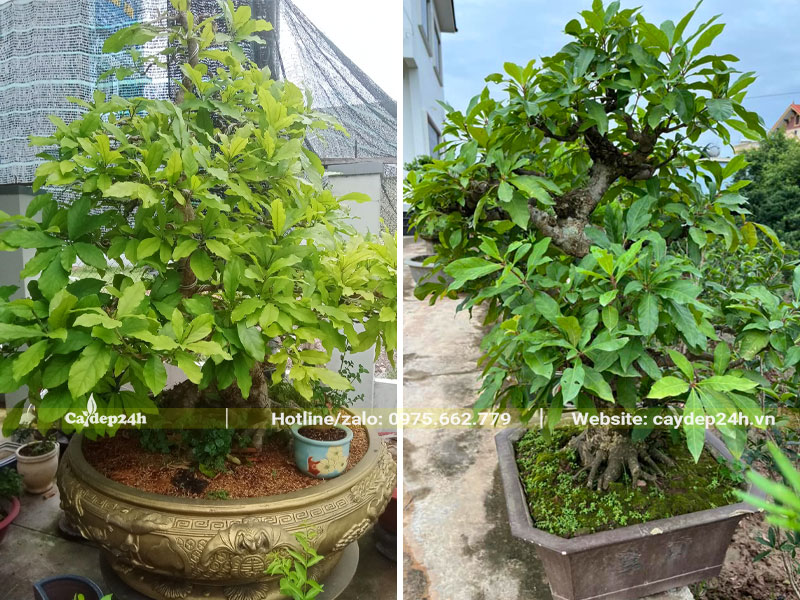 Cây Lộc Vừng trồng chậu đẹp, dáng bonsai nghệ thuật