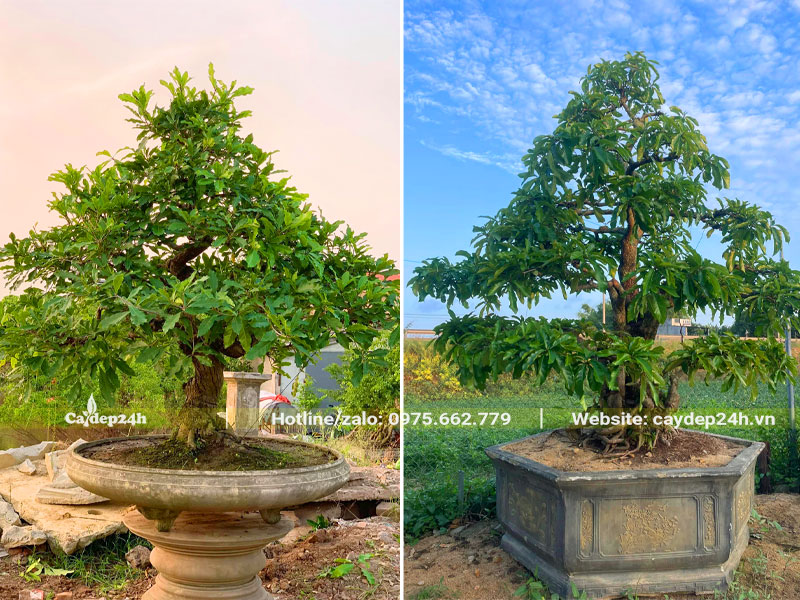 Chậu cây Lộc Vừng bonsai thế trực quân tử đẹp