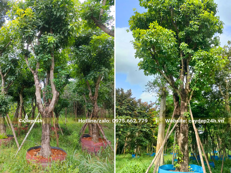 Vườn cây Lộc Vừng công trình đang ra hoa