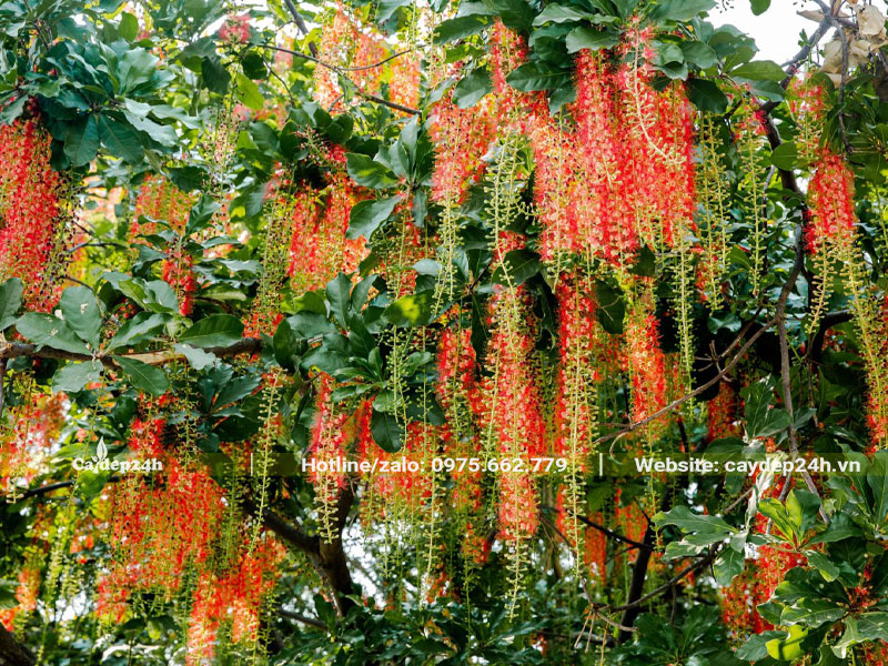 Hoa Lộc Vừng nở rộ