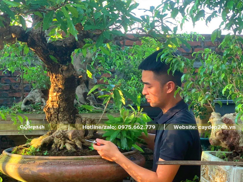 Thi công trồng cây Lộc Vừng trong chậu đẹp