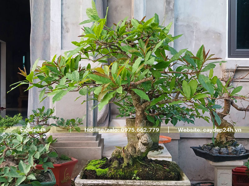Cây Lộc Vừng bonsai thả nước đẹp