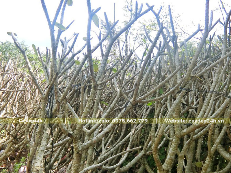 Cành cây hoa đại chữa bệnh gì