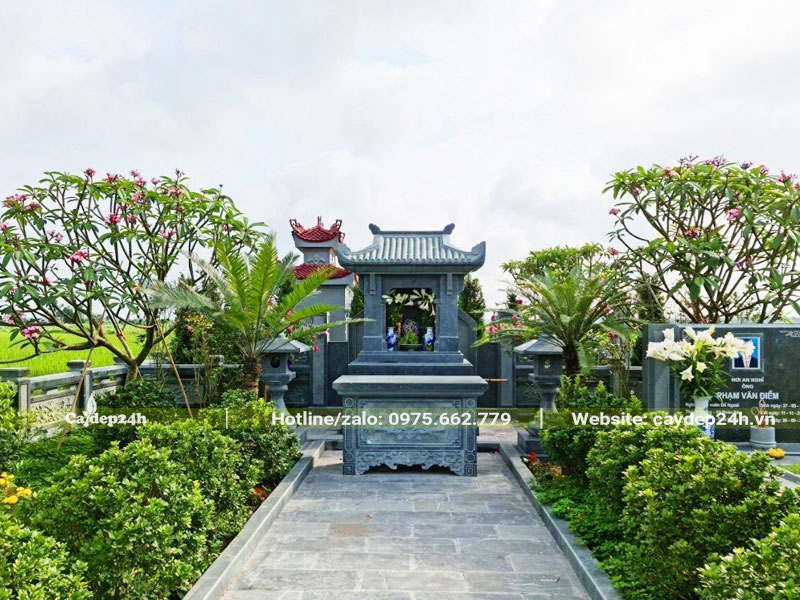 Cây Đại đỏ trồng ở mộ đang nở hoa