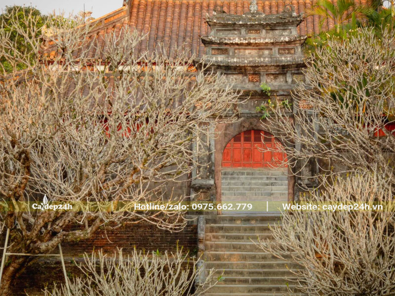 Khuôn viên khu lăng tẩm vua minh mạng trồng nhiều cây hoa đại cổ thụ