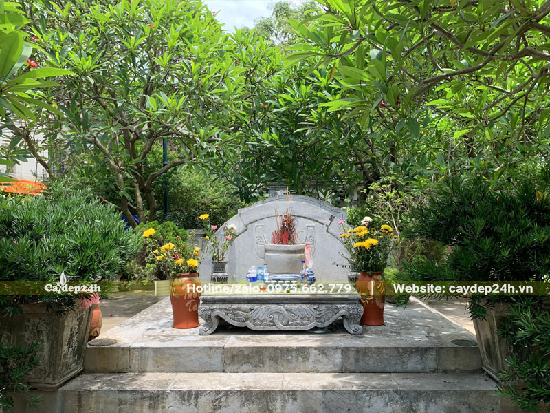 Cây đại trồng ở mộ xanh tốt, tỏa bóng râm tươi mát