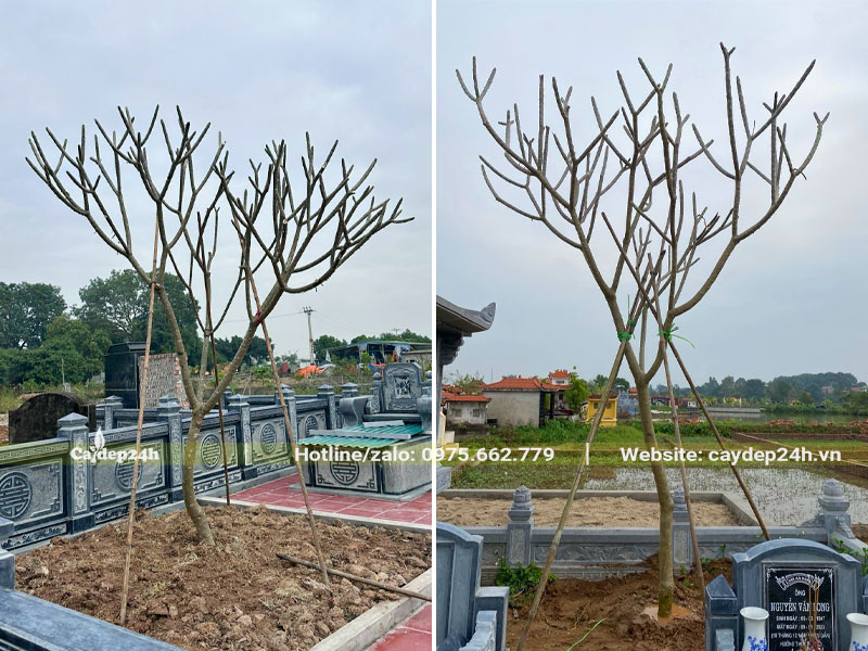 Thi công trồng cây hoa đại cao 3m ở khu lăng mộ